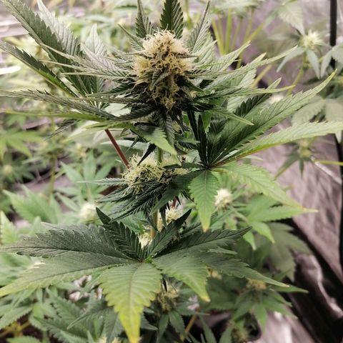 Grandmommy purple growlog timeline photo