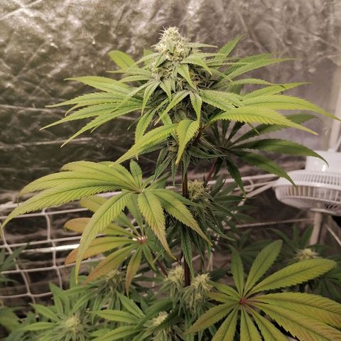 Mother gorilla RQS growlog timeline photo