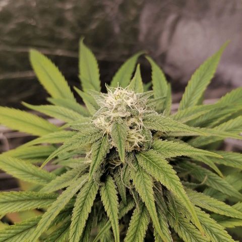 Mother gorilla RQS growlog timeline photo