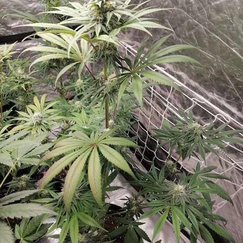 Mother gorilla RQS growlog timeline photo