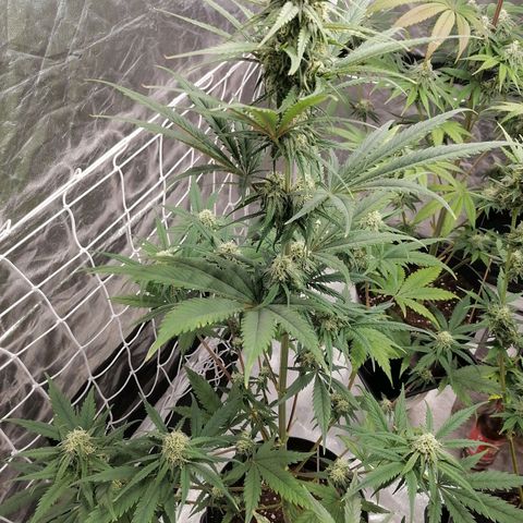 Special kusk #1 growlog timeline photo