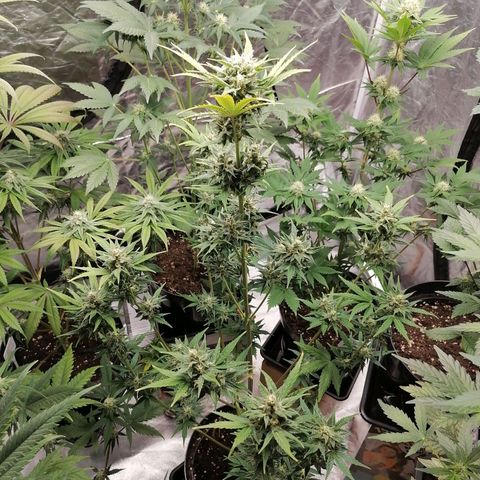 Auto Skittlez /Herbies  growlog timeline photo