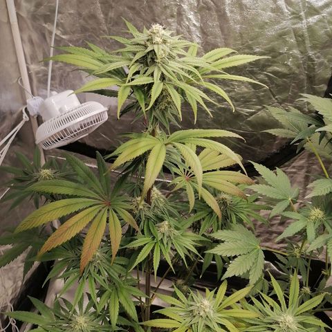 Mother gorilla RQS growlog timeline photo