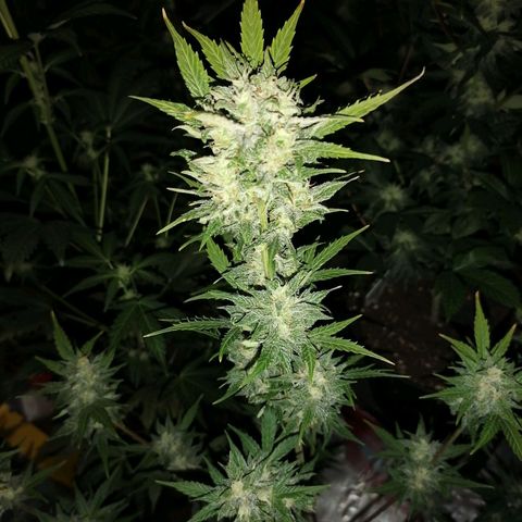 Auto Skittlez /Herbies  growlog timeline photo