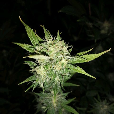 Auto Skittlez /Herbies  growlog timeline photo