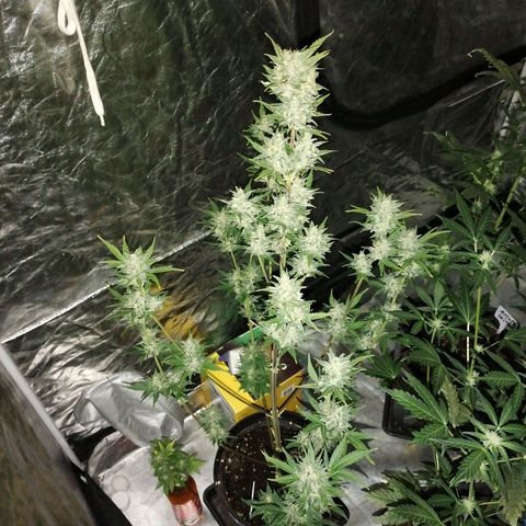 Auto Skittlez /Herbies  growlog timeline photo