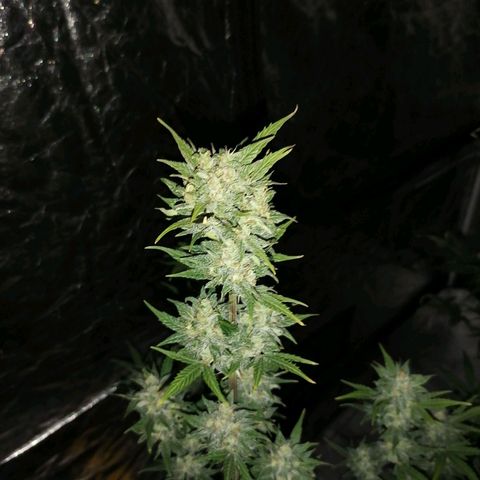 Auto Skittlez /Herbies  growlog timeline photo