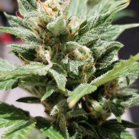 Auto Skittlez /Herbies  growlog timeline photo