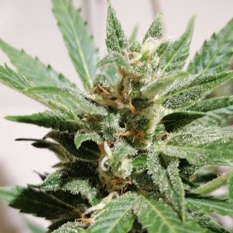 Auto Skittlez /Herbies  growlog timeline photo