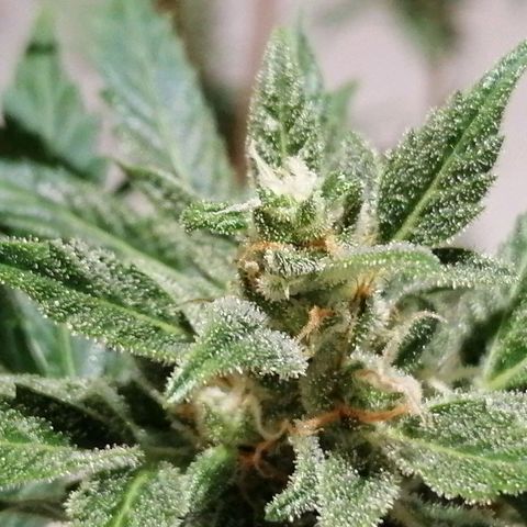 Auto Skittlez /Herbies  growlog timeline photo