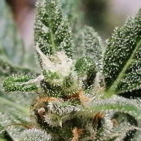 Auto Skittlez /Herbies  growlog timeline photo