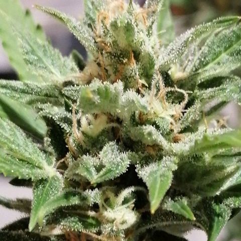 Auto Skittlez /Herbies  growlog timeline photo