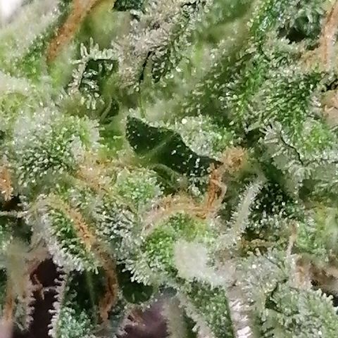 Auto Skittlez /Herbies  growlog timeline photo
