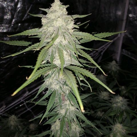 Special kusk #1 growlog timeline photo