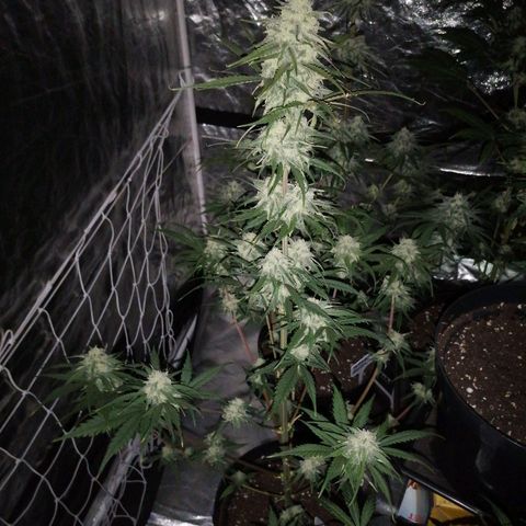 Special kusk #1 growlog timeline photo