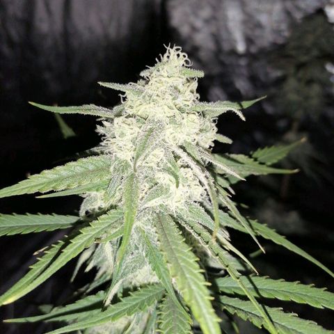 Special kusk #1 growlog timeline photo
