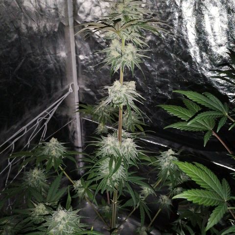 Mother gorilla RQS growlog timeline photo