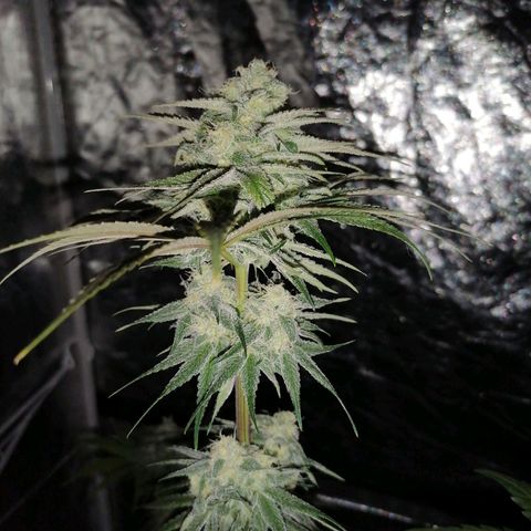 Mother gorilla RQS growlog timeline photo