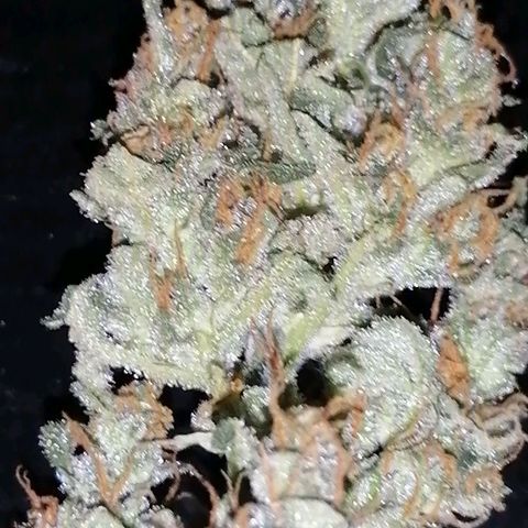 Auto Skittlez /Herbies  growlog timeline photo