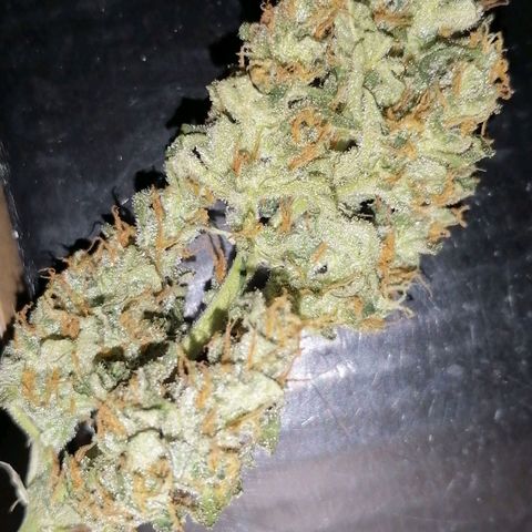 Auto Skittlez /Herbies  growlog timeline photo