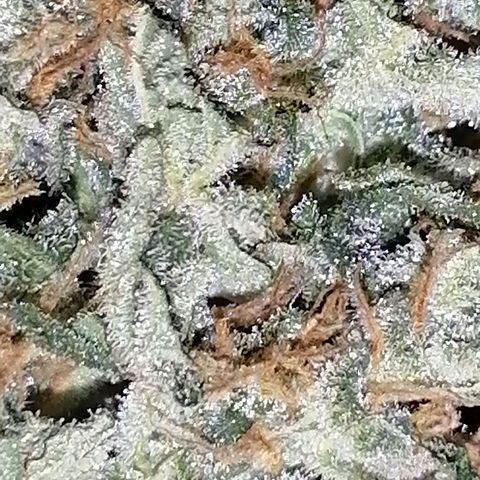 Auto Skittlez /Herbies  growlog timeline photo