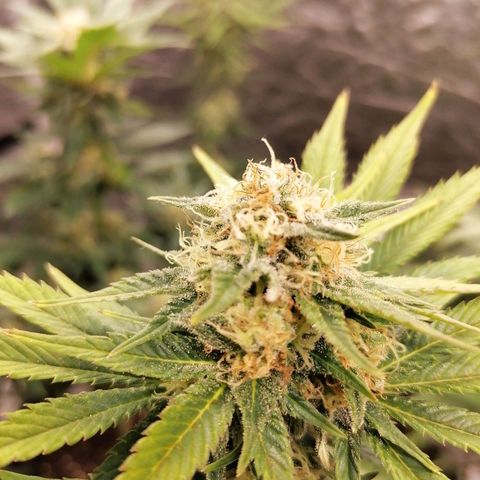 Grandmommy purple growlog timeline photo