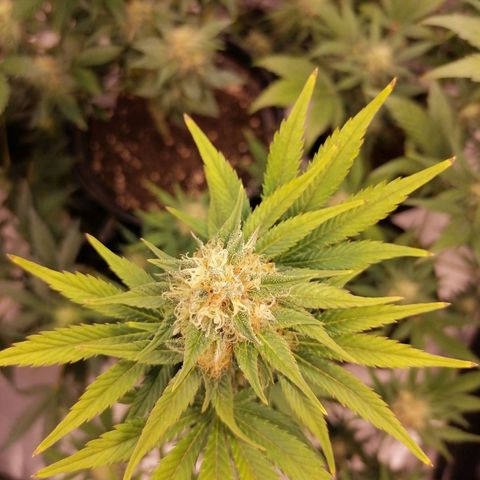 Grandmommy purple growlog timeline photo