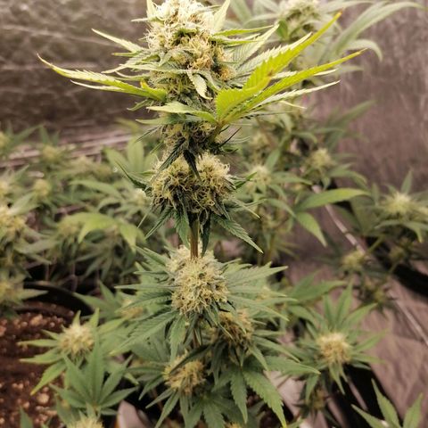 Grandmommy purple growlog timeline photo