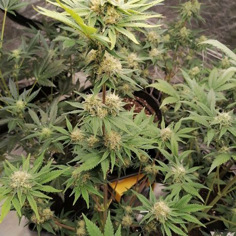 Grandmommy purple growlog timeline photo