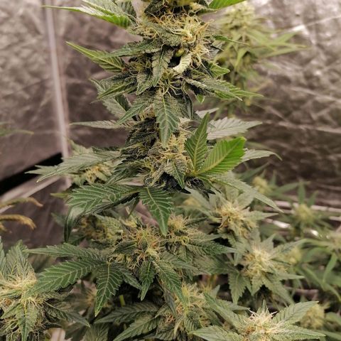 Grandmommy purple growlog timeline photo