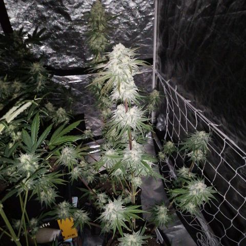 Mother gorilla RQS growlog timeline photo