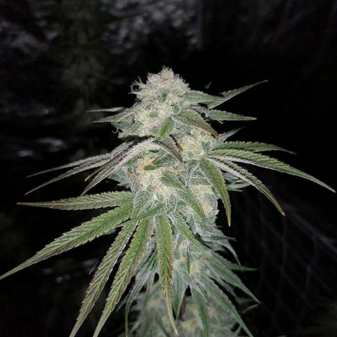Mother gorilla RQS growlog timeline photo