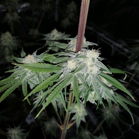 Mother gorilla RQS growlog timeline photo