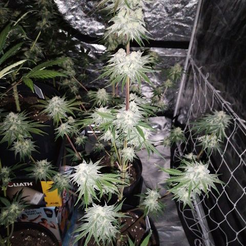 Mother gorilla RQS growlog timeline photo