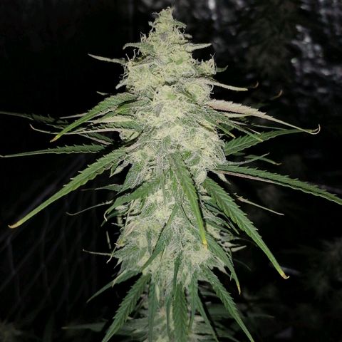 Special kusk #1 growlog timeline photo