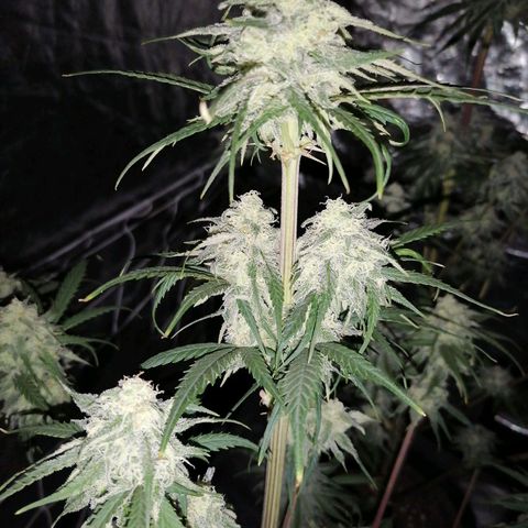 Special kusk #1 growlog timeline photo