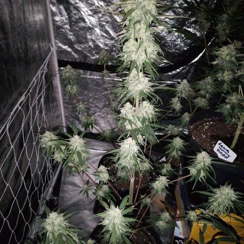 Special kusk #1 growlog timeline photo