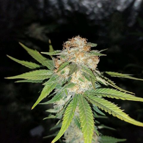 Grandmommy purple growlog timeline photo