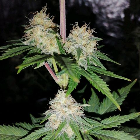 Grandmommy purple growlog timeline photo