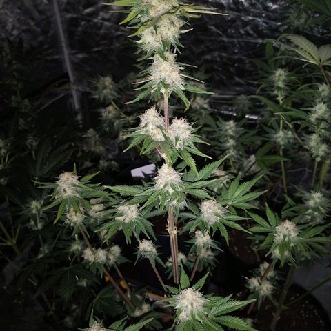 Grandmommy purple growlog timeline photo