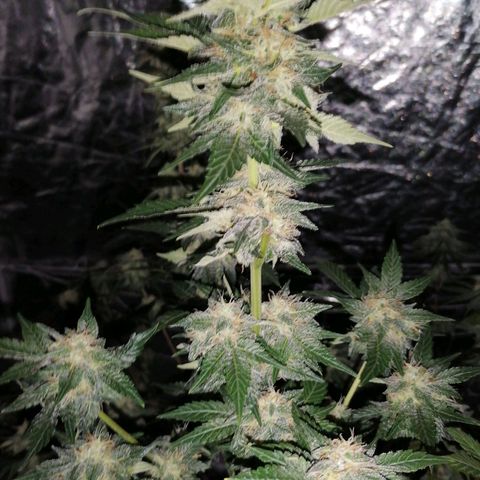 Grandmommy purple growlog timeline photo