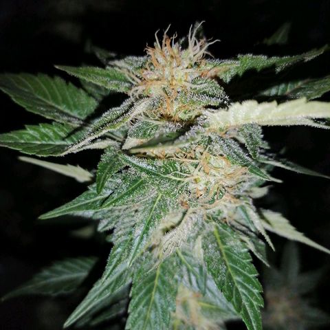 Grandmommy purple growlog timeline photo