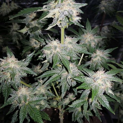 Grandmommy purple growlog timeline photo