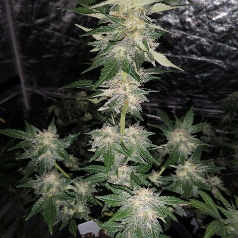 Grandmommy purple growlog timeline photo