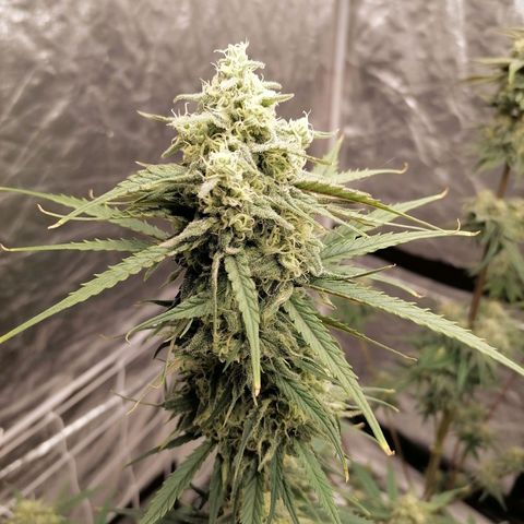 Special kusk #1 growlog timeline photo