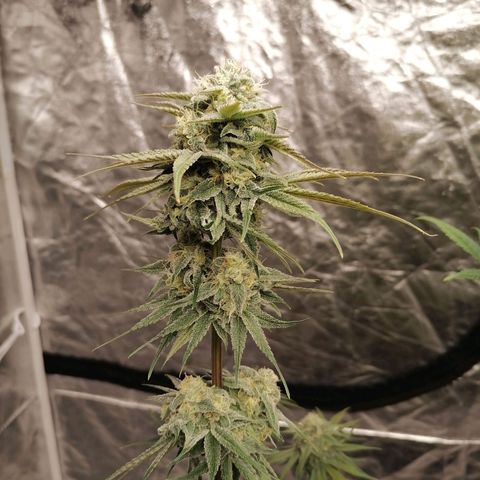 Mother gorilla RQS growlog timeline photo