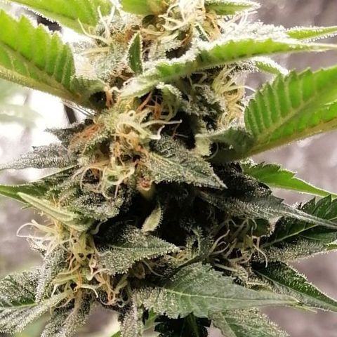 Mother gorilla RQS growlog timeline photo