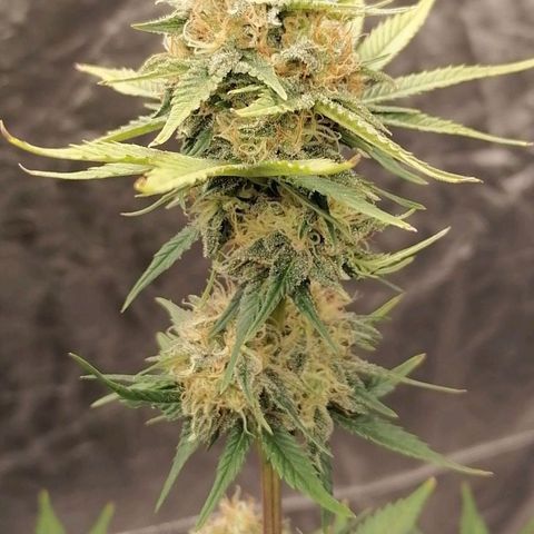 Mother gorilla RQS growlog timeline photo
