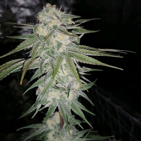 Mother gorilla RQS growlog timeline photo