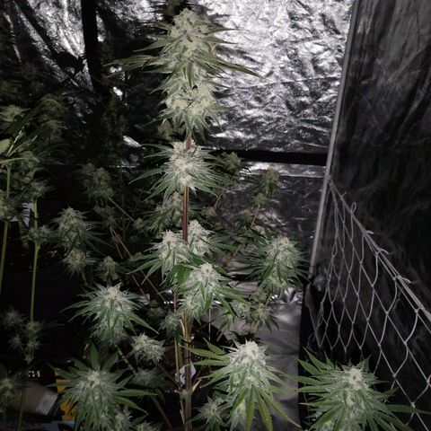 Mother gorilla RQS growlog timeline photo